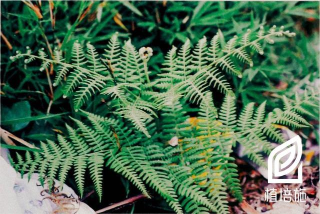 「植培施」凤尾蕨pteris multifida 蕨类植物栽培手册 - 知乎