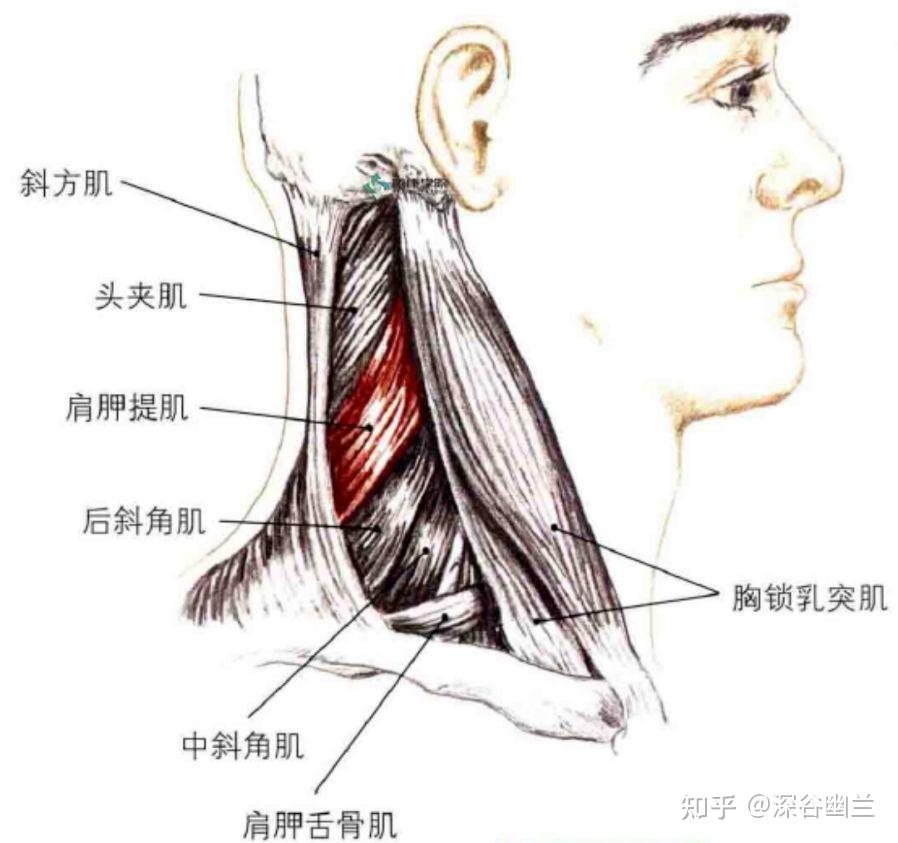 颈丛神经、肌肉与运动 - 知乎