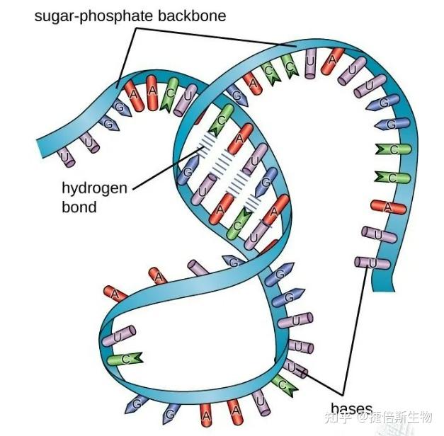 干货：一文读懂mRNA rRNA tRNA结构和功能 - 知乎