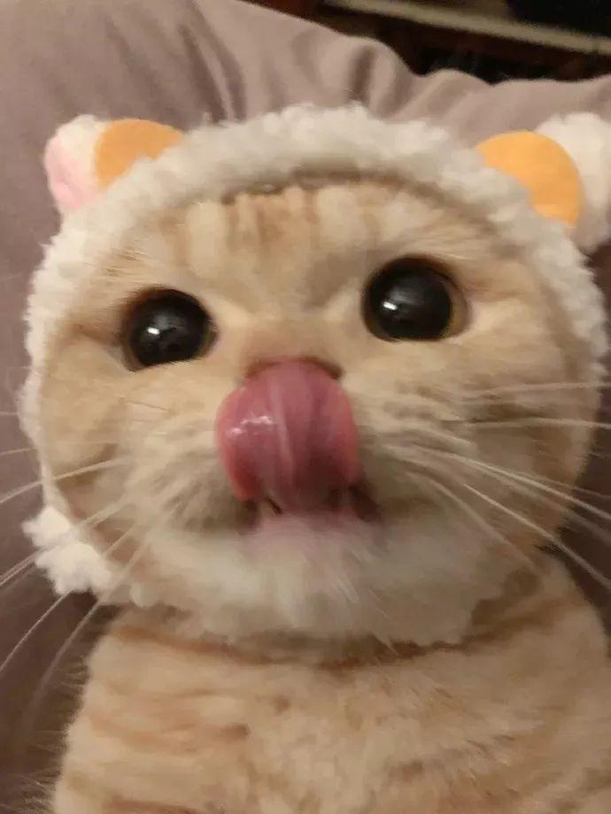 这迷人的小猫咪凭吐舌头吸粉近200万连五月天的阿信都被萌化了