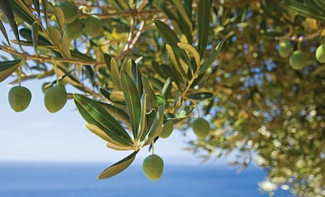 护肤抗炎成分——油橄榄叶提取物科普