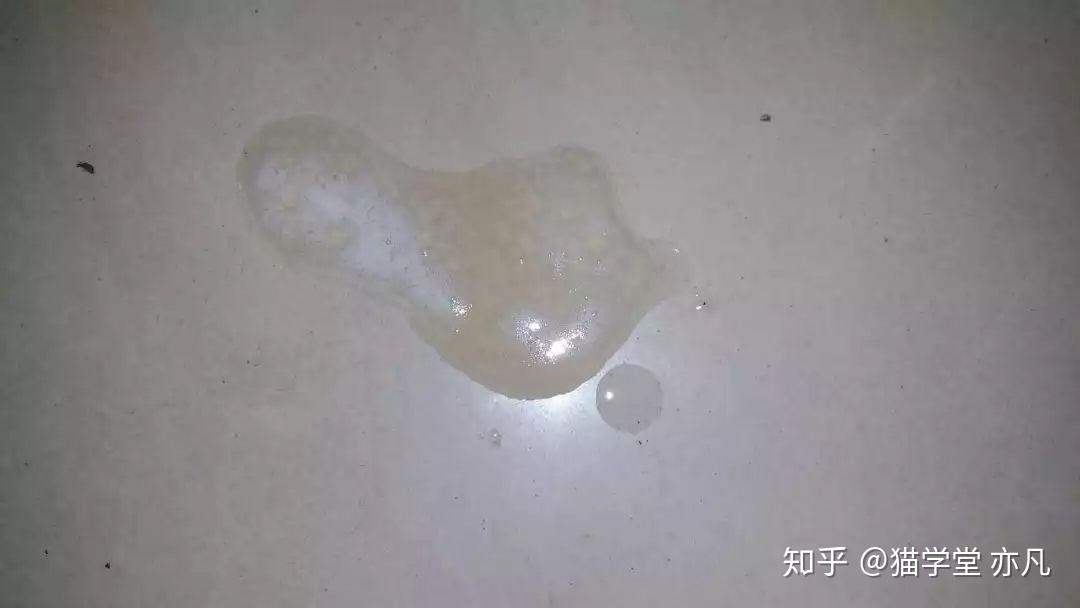 猫咪呕吐透明液体或泡沫可能是什么原因