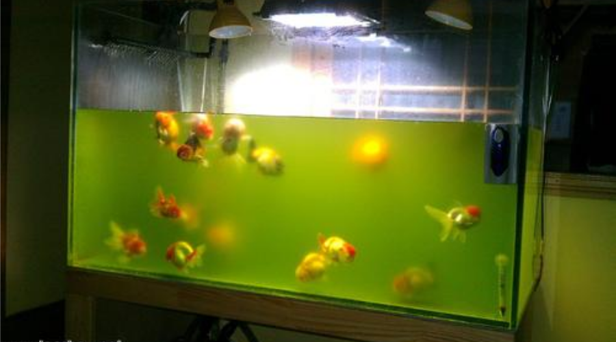 鱼缸长藻一定是坏事情 当你在玩命除藻时 你的宠物鱼在拼命摇头 知乎