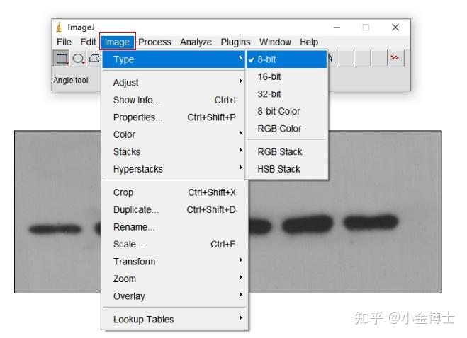 干货分享:如何使用ImageJ对WB条带进行灰度值分析 - 知乎