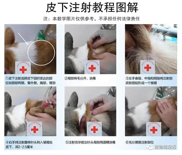 狗狗疫苗间隔多久打一次 怎么打 什么牌子好 宠物打疫苗的作用 知乎