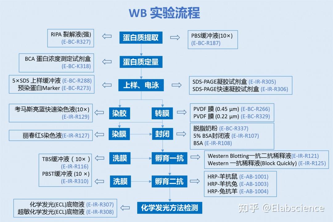 检测实验样本中的靶蛋白，ELISA、WB、IHC选哪个？ - 知乎