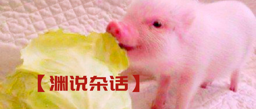 短剧热潮，猪拱白菜免费观看的魅力之旅，猪拱白菜免费观，短剧热潮的魅力之旅