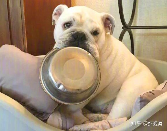 再nb的肖邦也弹不出干饭狗的悲伤