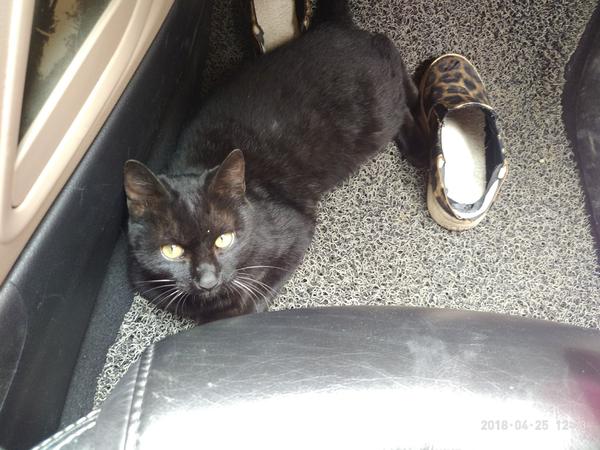 黑色的猫是不是格外淘气些 爱抓人咬人上蹿下跳 知乎