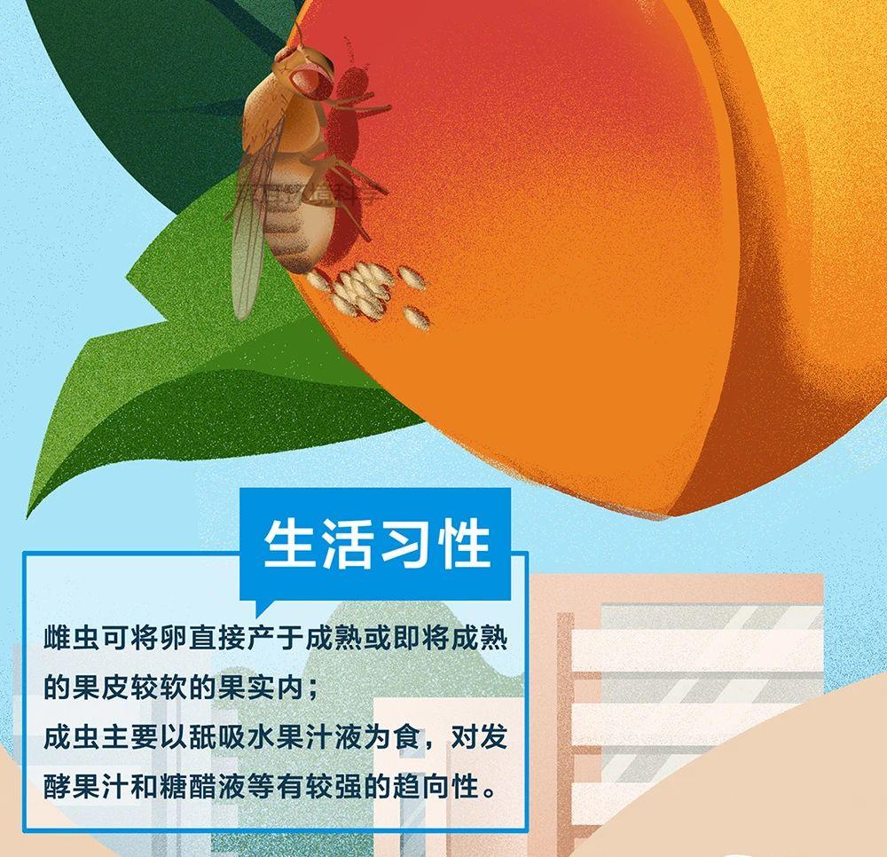 pco干货一图了解果蝇的生物习性及危害