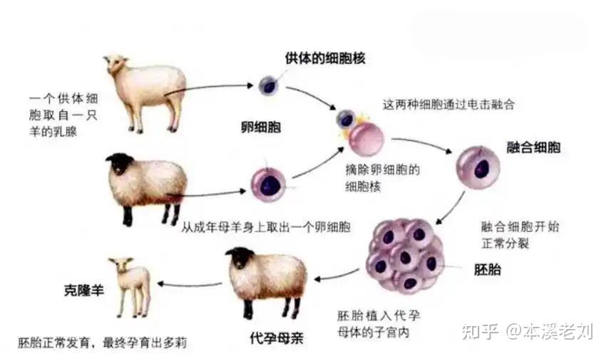 原创 为何现在很少提“克隆”了?看完克隆羊多莉的一生,你或许会明白 - 知乎