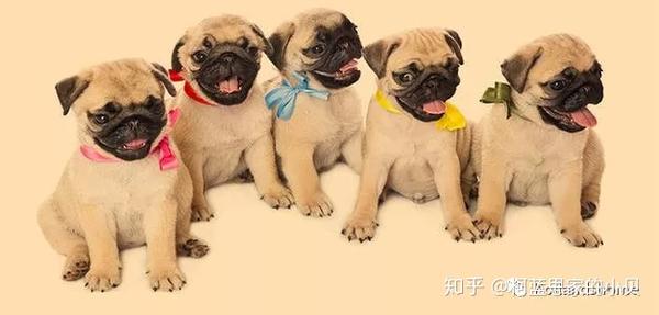 狗狗来例假 主人需要注意什么 知乎