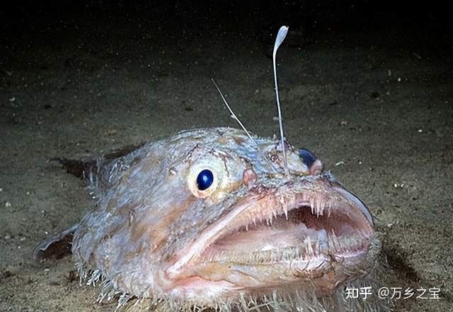 深海鮟鱇鱼简笔画图片