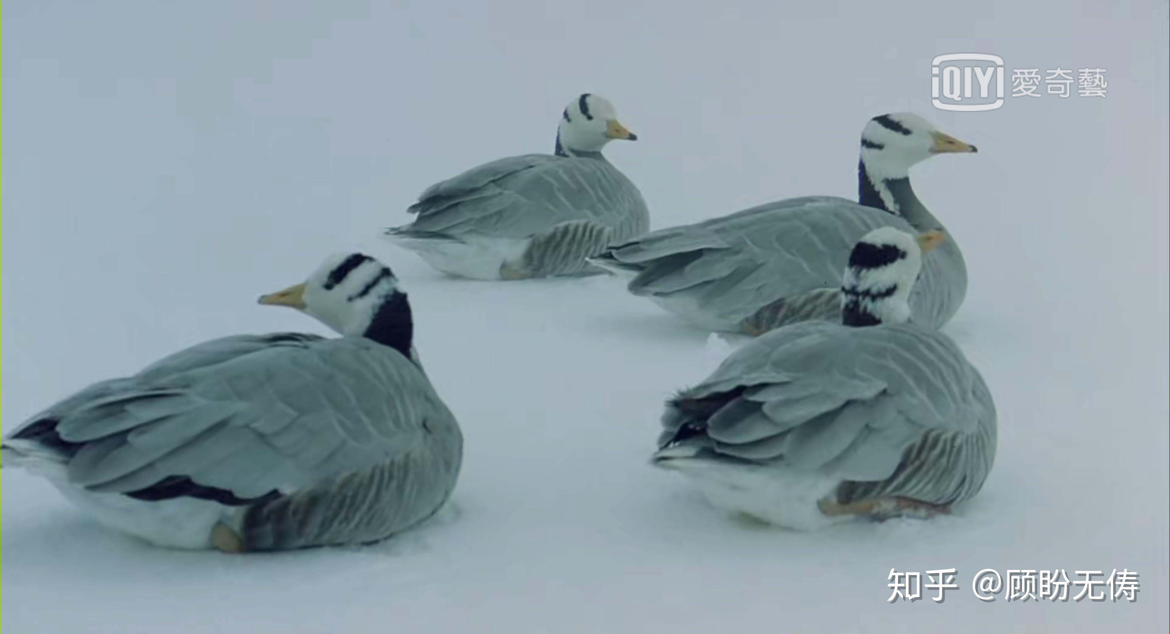 紀錄片遷徙的鳥wingedmigration030min