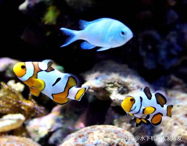 小丑鱼与海葵有着密不可分的共生关系,因此又被称为"海葵鱼".