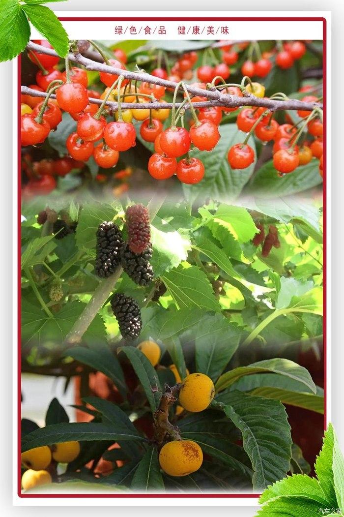 荣威rx5max车主的斑斓初夏果熟不待采摘正当时