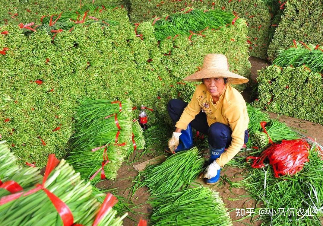 大叔種了6年韭菜沒賺錢創新大棚每畝投資兩萬六進超市賣高價