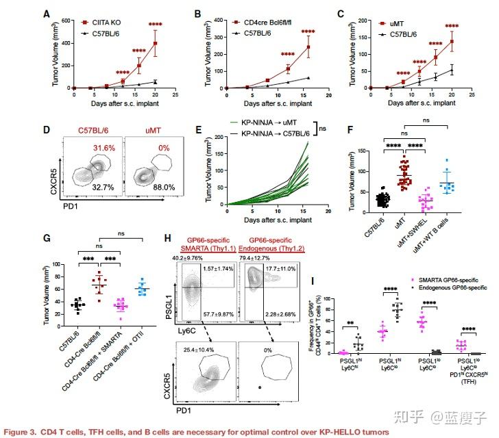 Cell丨肿瘤新生抗原驱动的B 细胞与CD4 T滤泡辅助细胞协同促进抗肿瘤CD8 T细胞反应 - 知乎