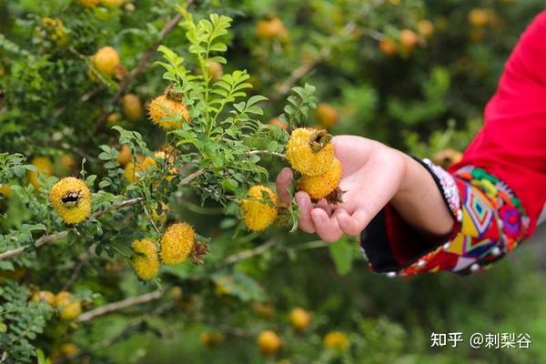 刺梨谷 | 山林野果到维C之王,刺梨经历了些什么? - 知乎