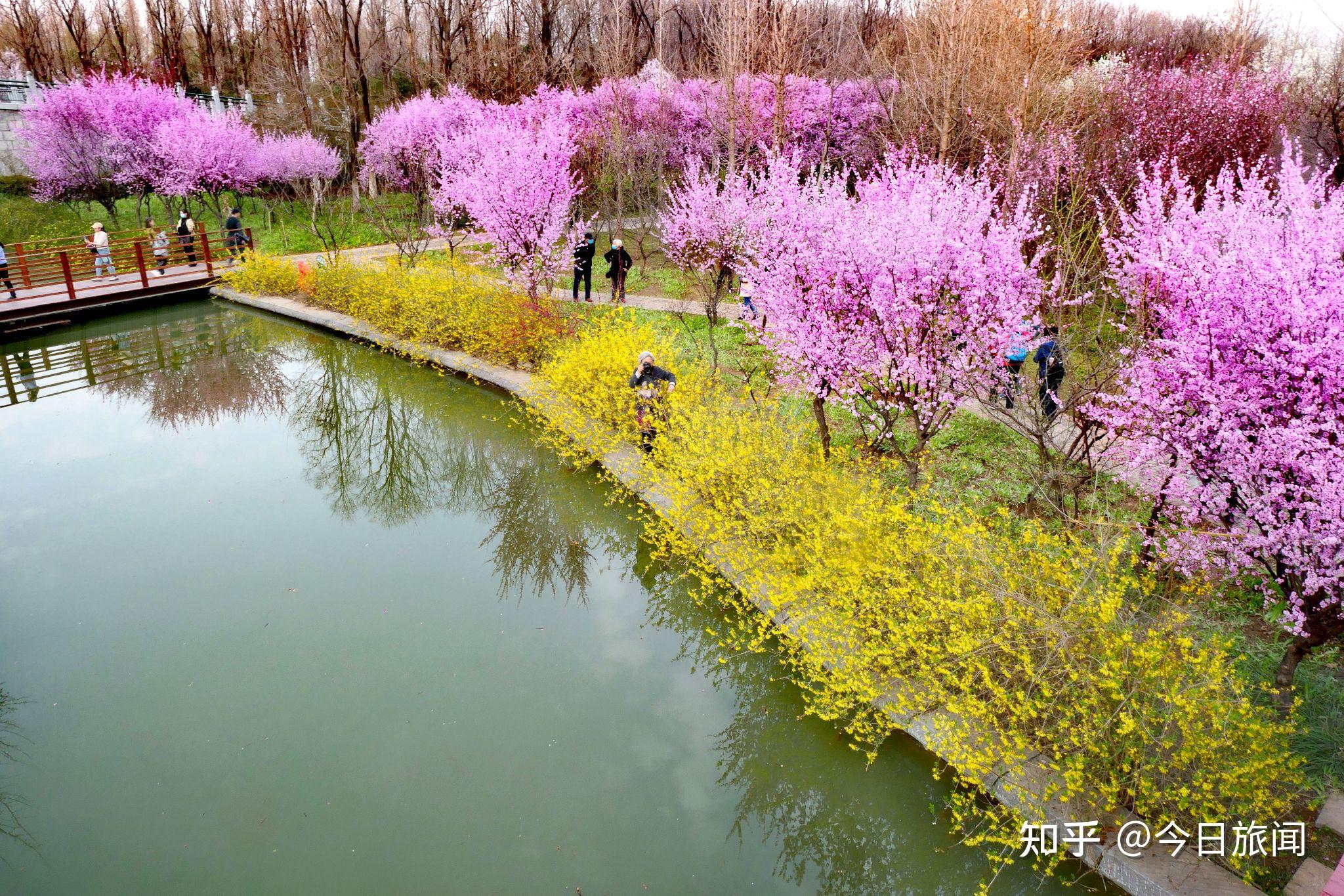 走进洛阳隋唐遗址植物园，看阳春三月的花好景美，此时赏花正当时 - 知乎