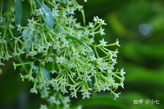 这4种花夜晚开放,花很漂亮,还很香,非常值得养 - 知乎