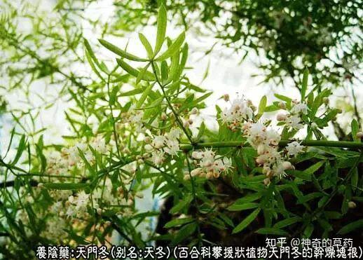 中药材:天门冬 - 知乎