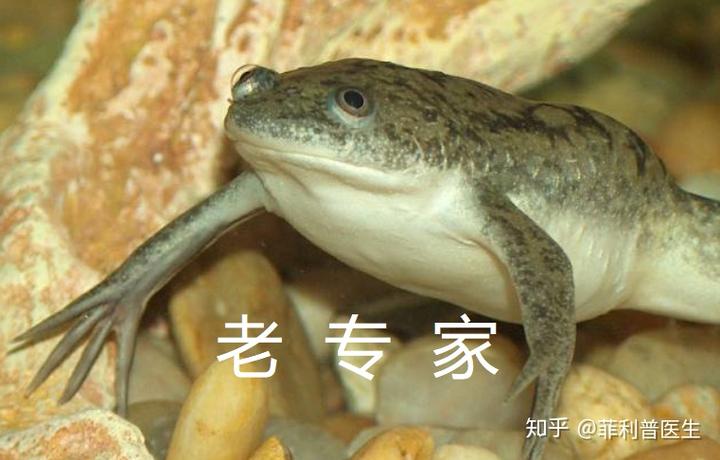 有哪些神奇的动物? 10 v2 1be1816fc97ebe7e440c37549ddcf7fb 720w