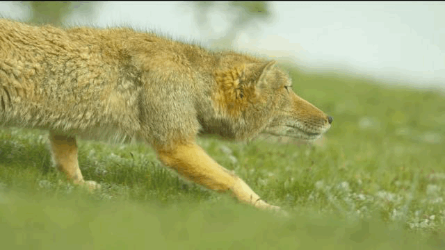 豆瓣94这片儿终于有人拍了