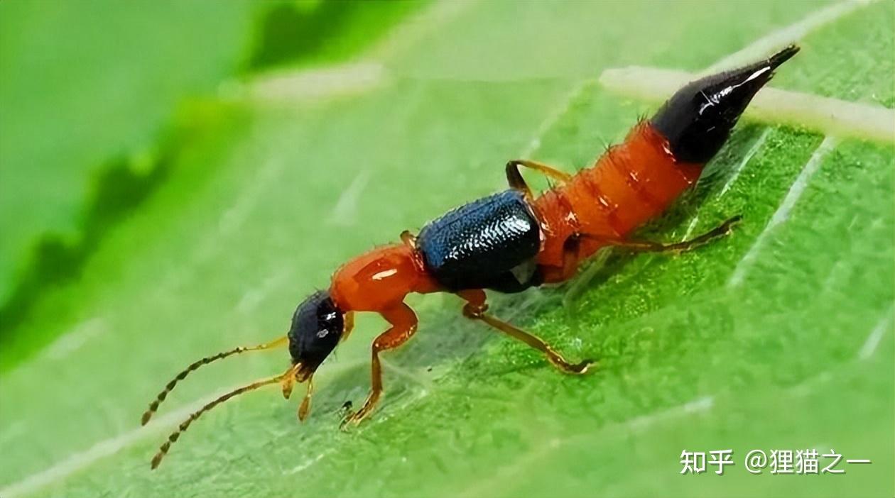 男子拍死隐翅虫多处溃烂5天未愈!为何如此危险?它有何特别? - 知乎