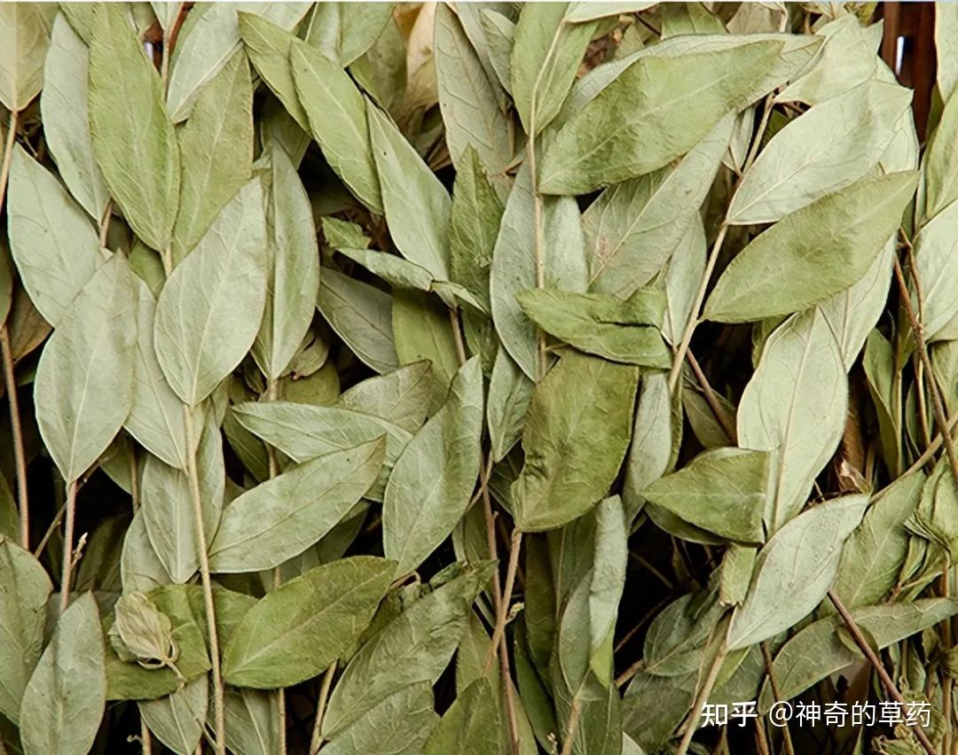 中药材:瓜子金