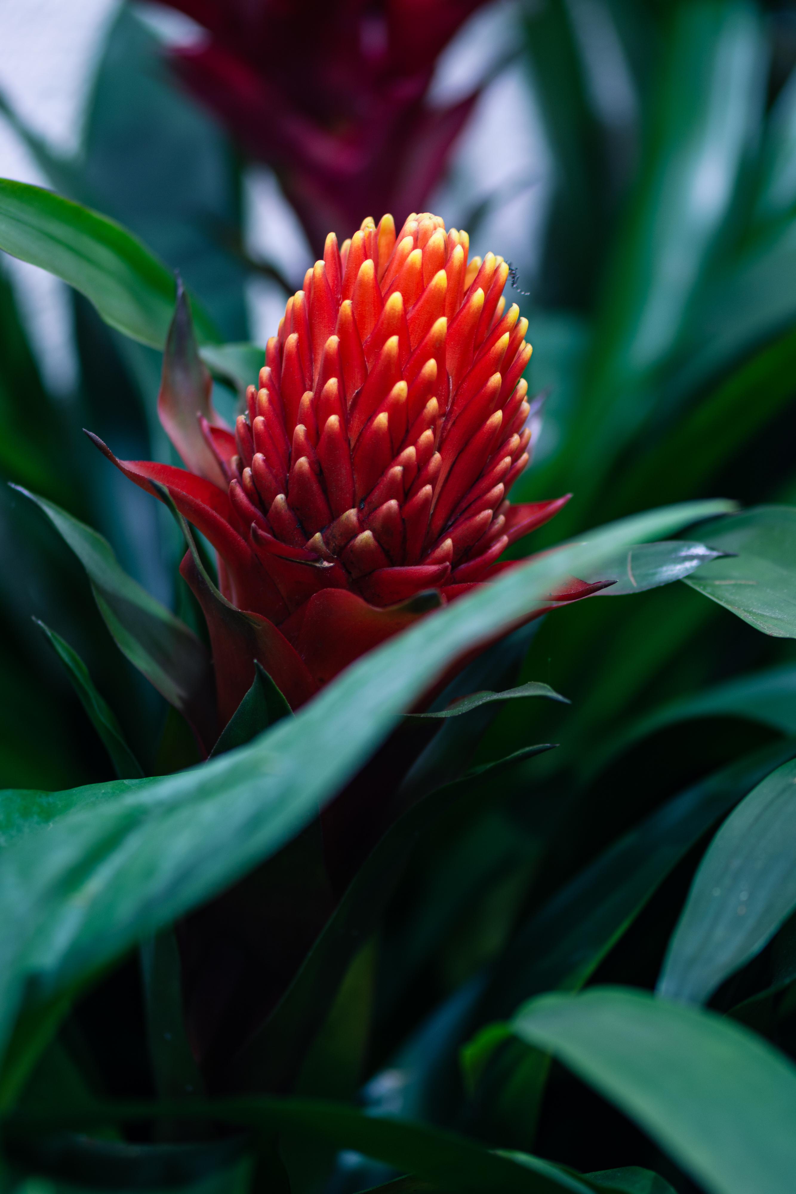 植物园之行(第十二季)——水塔花(上)