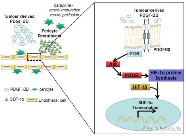 ELISA新品之PDGFBB与IL20 知乎