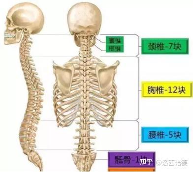 ニホンジカ ♂ 37Kg 骨格標本 頭骨・頸椎・胸椎・尾椎 その他