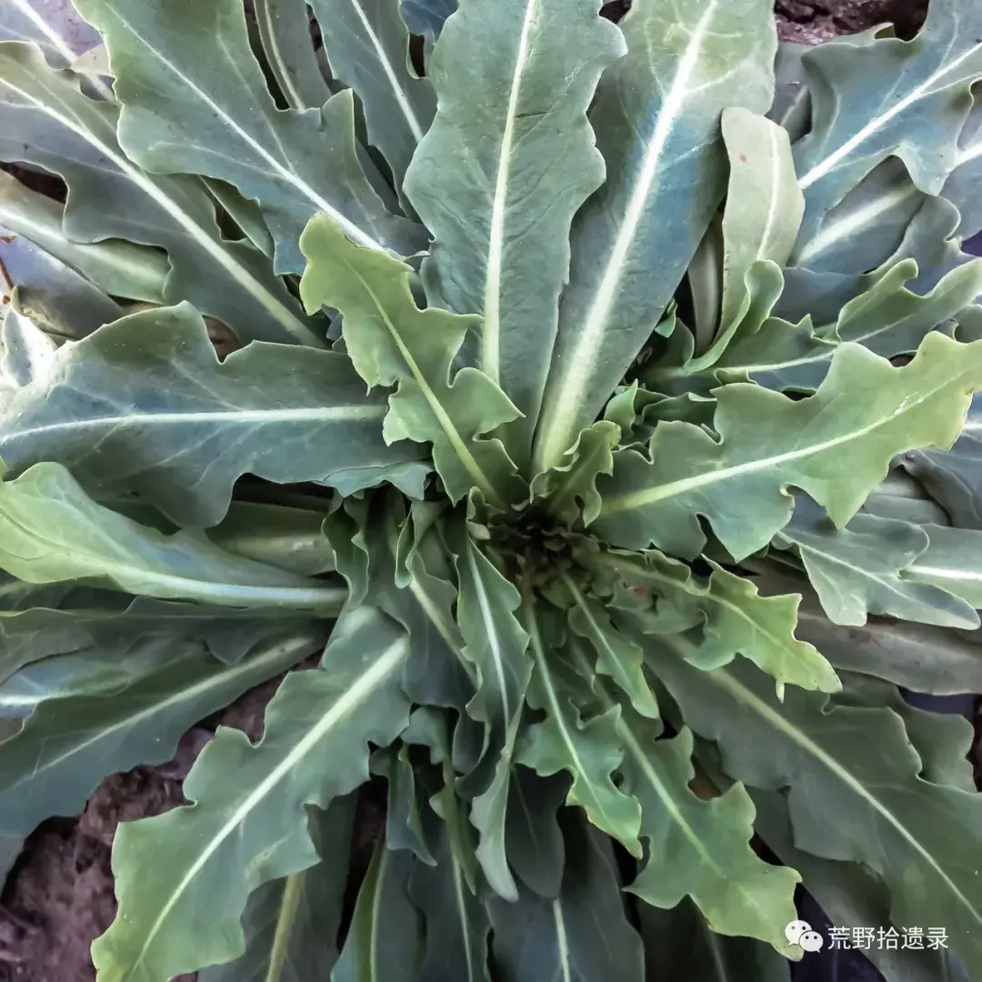 发家致富蒲公英橡胶草taraxacumkoksaghyz