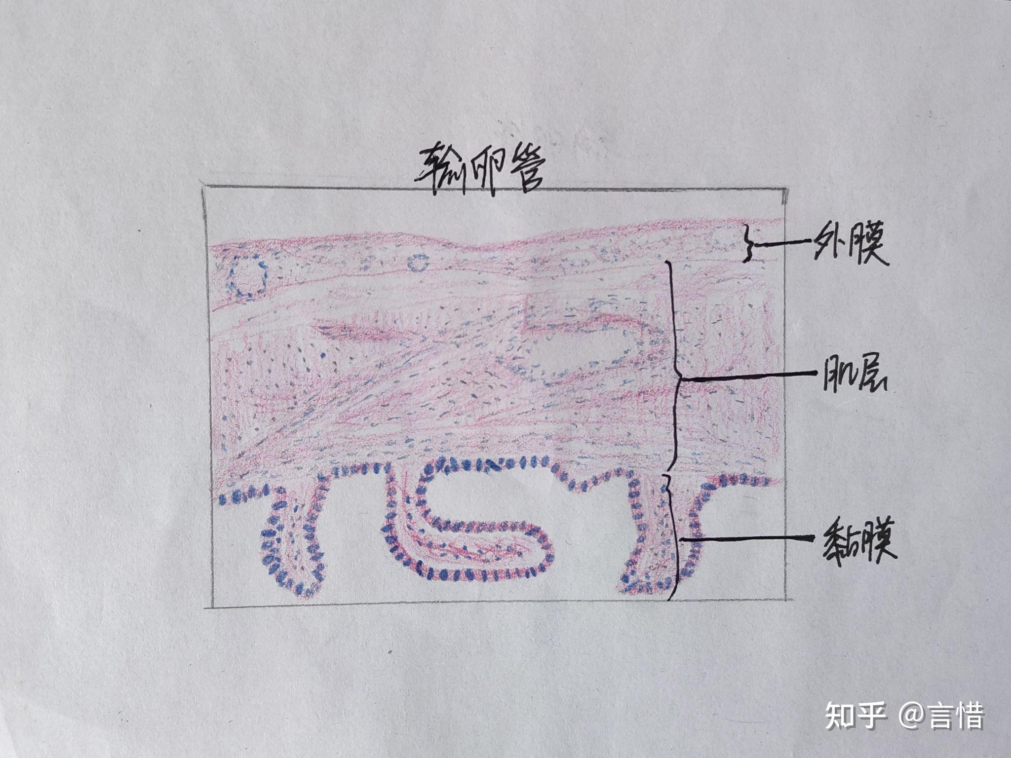 卵巢切片 手绘图图片