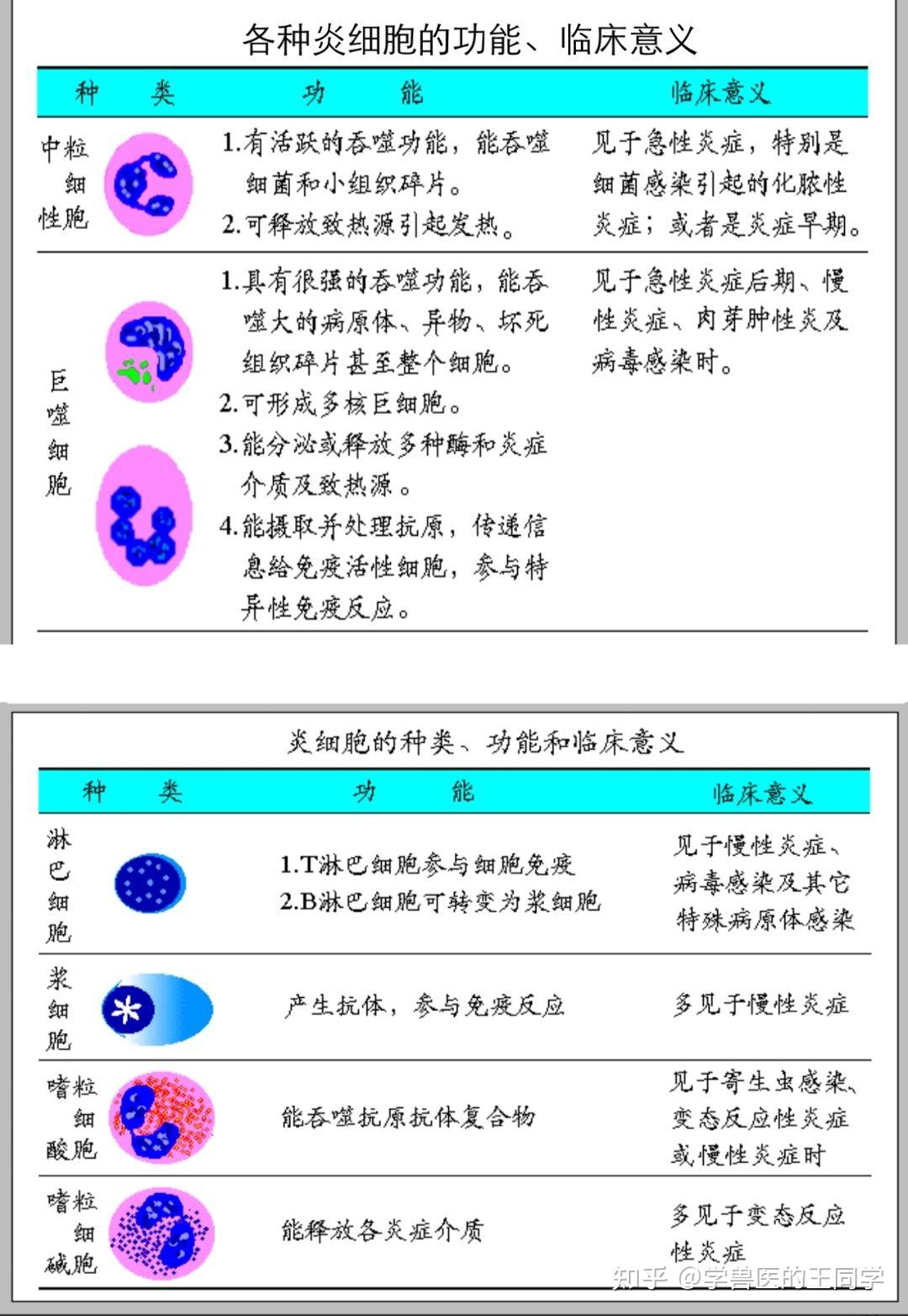t细胞,当再次与相应的抗原接触时,释放多种淋巴因子发挥细胞免疫功能
