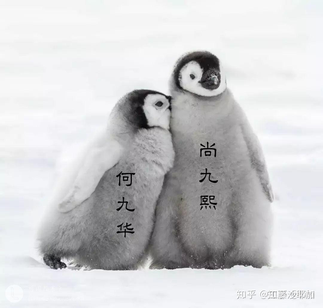 你为什么喜欢尚九熙