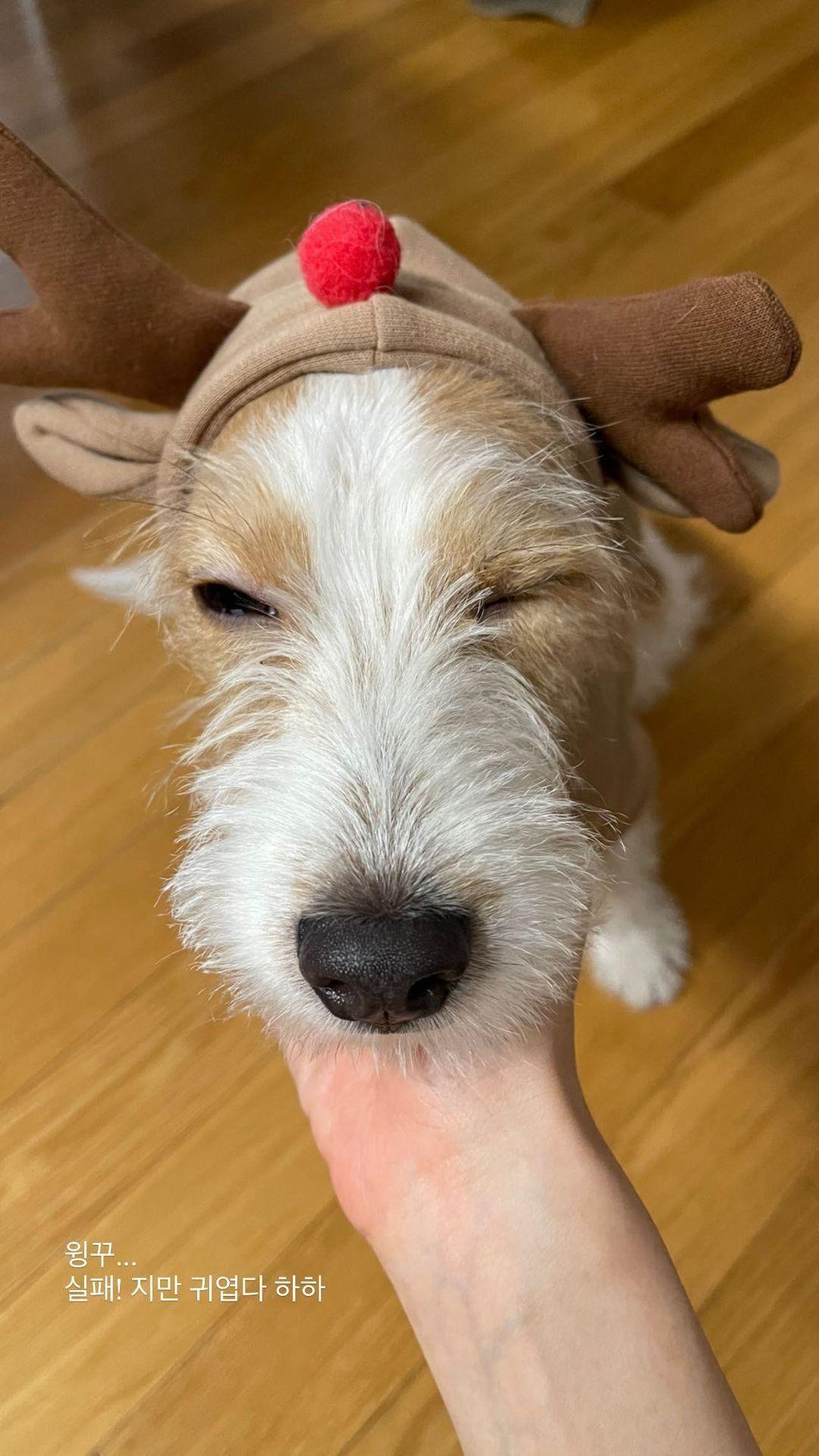 能详细介绍一下blackpink的rosie吗