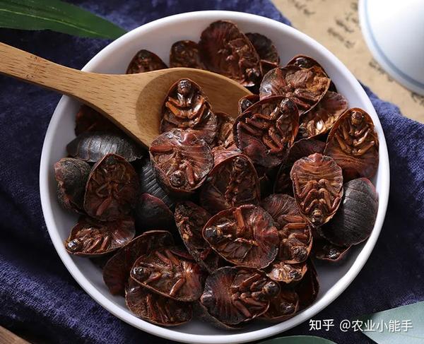 土元养殖赚钱到底是真是假,土元的市场价格是多少,投入大不大 - 知乎