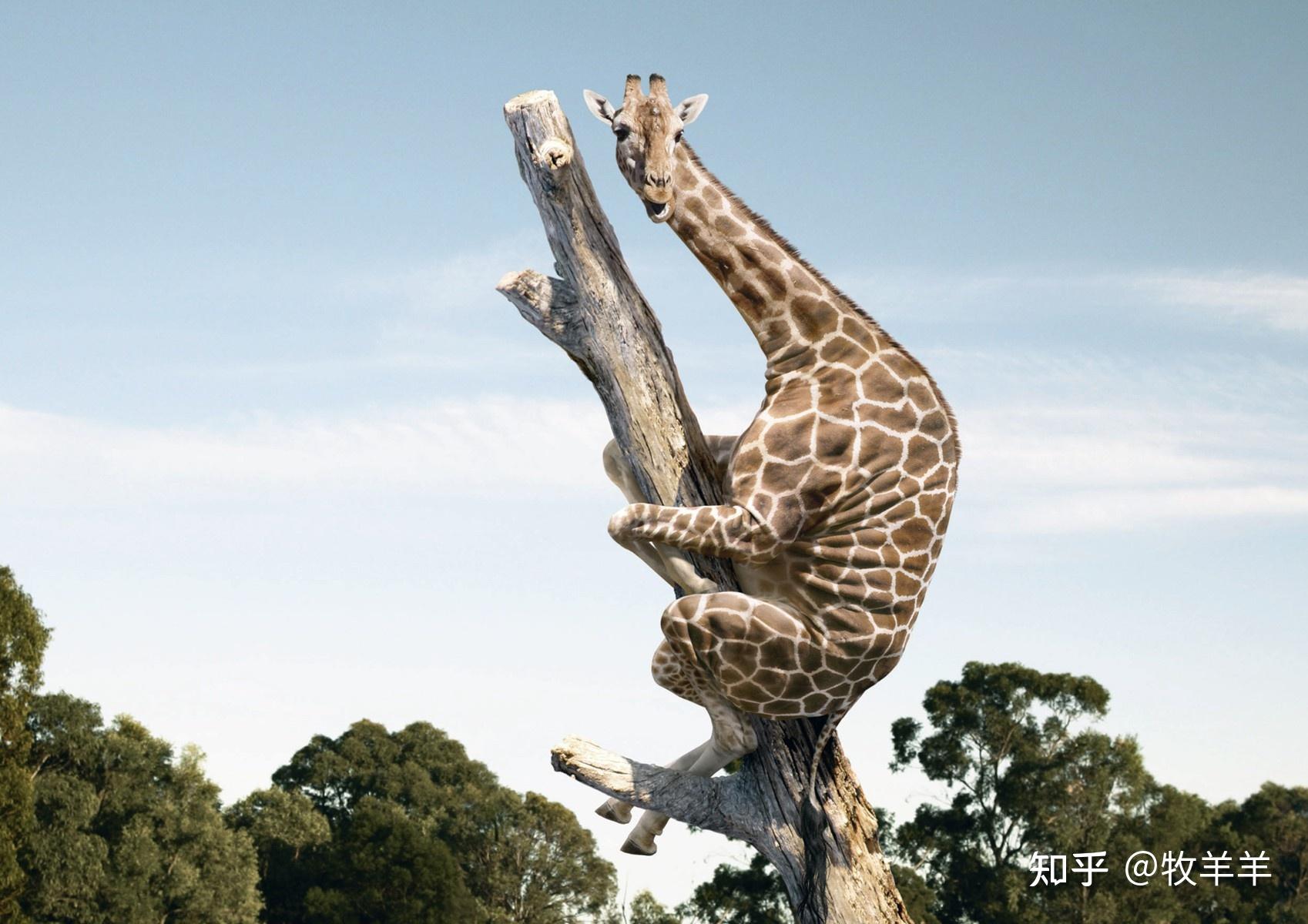 非洲草原上的长颈鹿图片素材_免费下载_jpg图片格式_VRF高清图片500410966_摄图网
