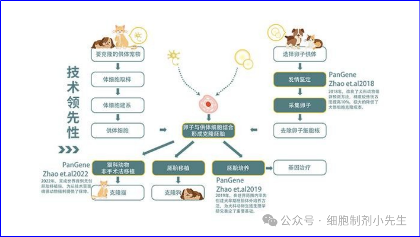 牛群恢复周期长达数年基因编辑技术能否成为加速牛肉供应恢复的关键解决方案？