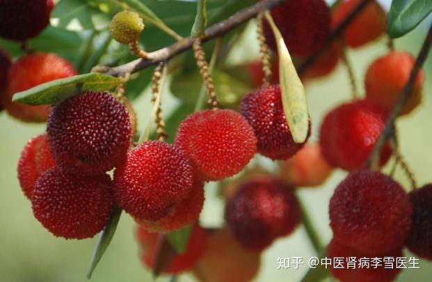 吃杨梅如吃砒霜？又是一年杨梅成熟时，尝鲜攻略在手 - 知乎