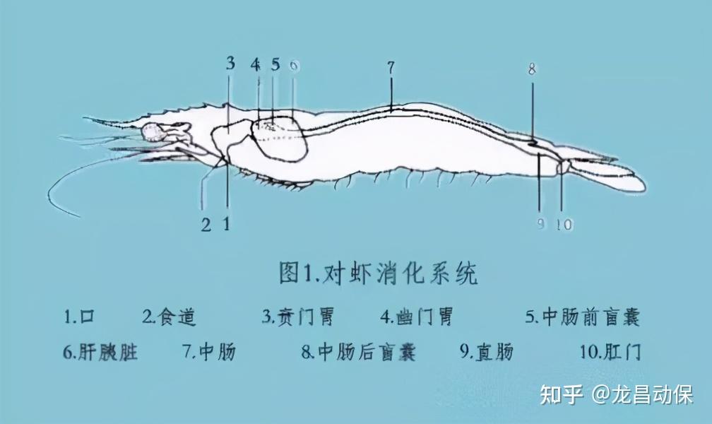 南美白对虾结构分析图图片