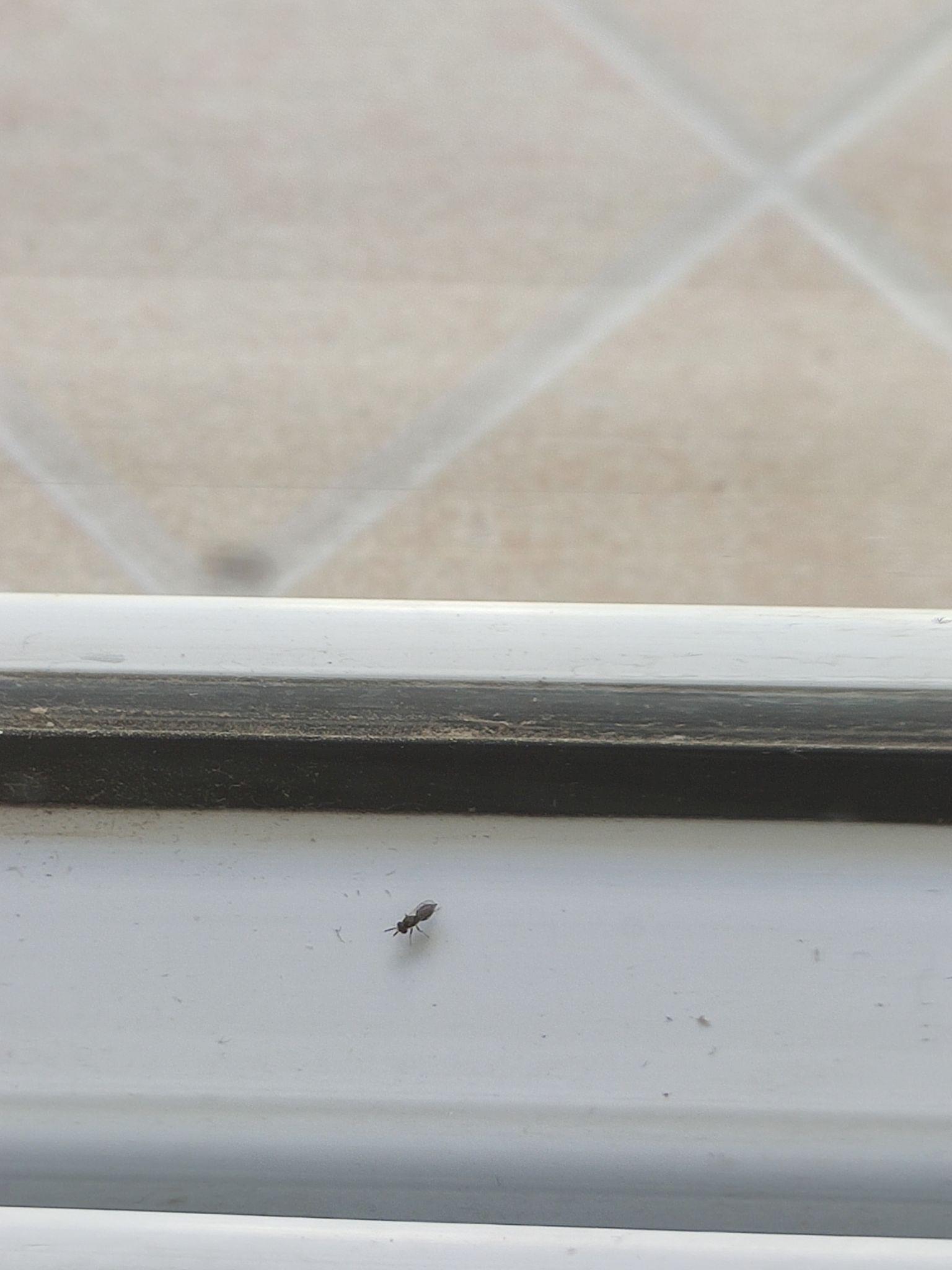 怎么赶走家里的虫子 v2-1c5683ea138e8c5cfddfacb56e7c25c2_r.jpg