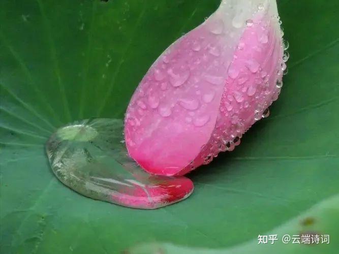 十首唯美的雨荷诗词:一阵风来碧浪翻,珍珠零落难收拾 - 知乎