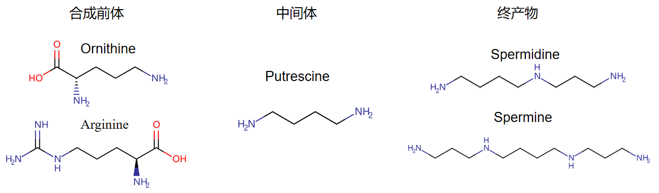 CNS争相报道能延寿50%还能治疗肿瘤的新明星:多胺的前世今生最全梳理! - 知乎