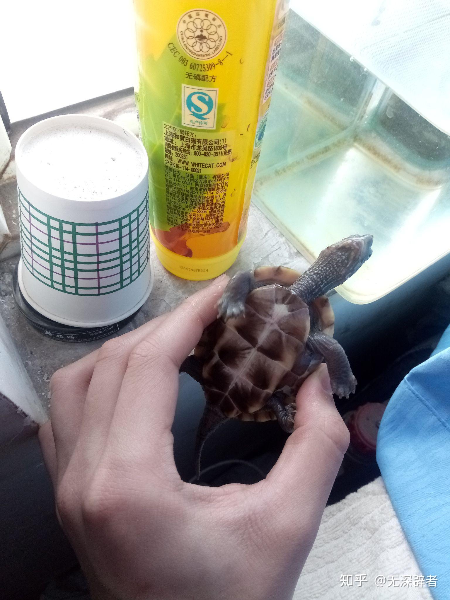 3到4厘米的草龟一顿吃多少粒龟粮?一天吃多少