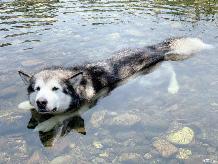 都说狗狗天生就会狗刨,但并不是每一只狗都喜欢游泳的,有些狗狗也会