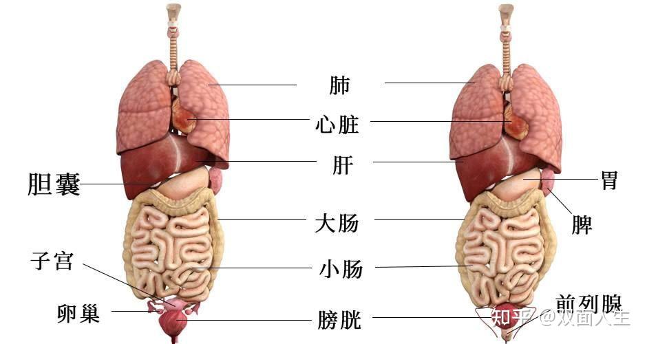 肺心肝脾胃肾示意图图片