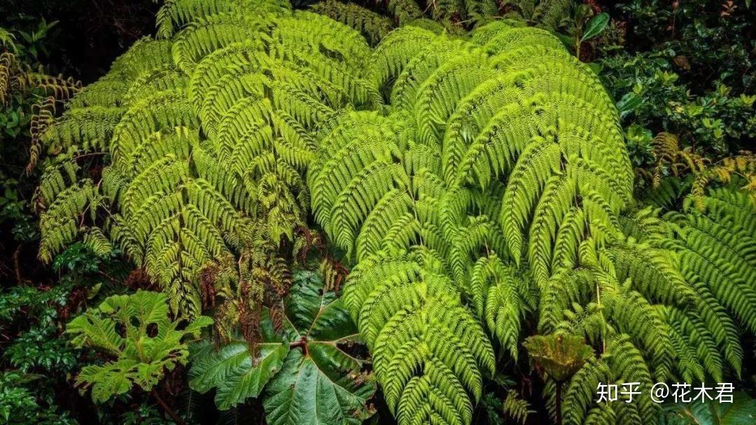 1)喜阳植物,也叫阳性植物,阳生植物,指光照强度对植物的生长发育及